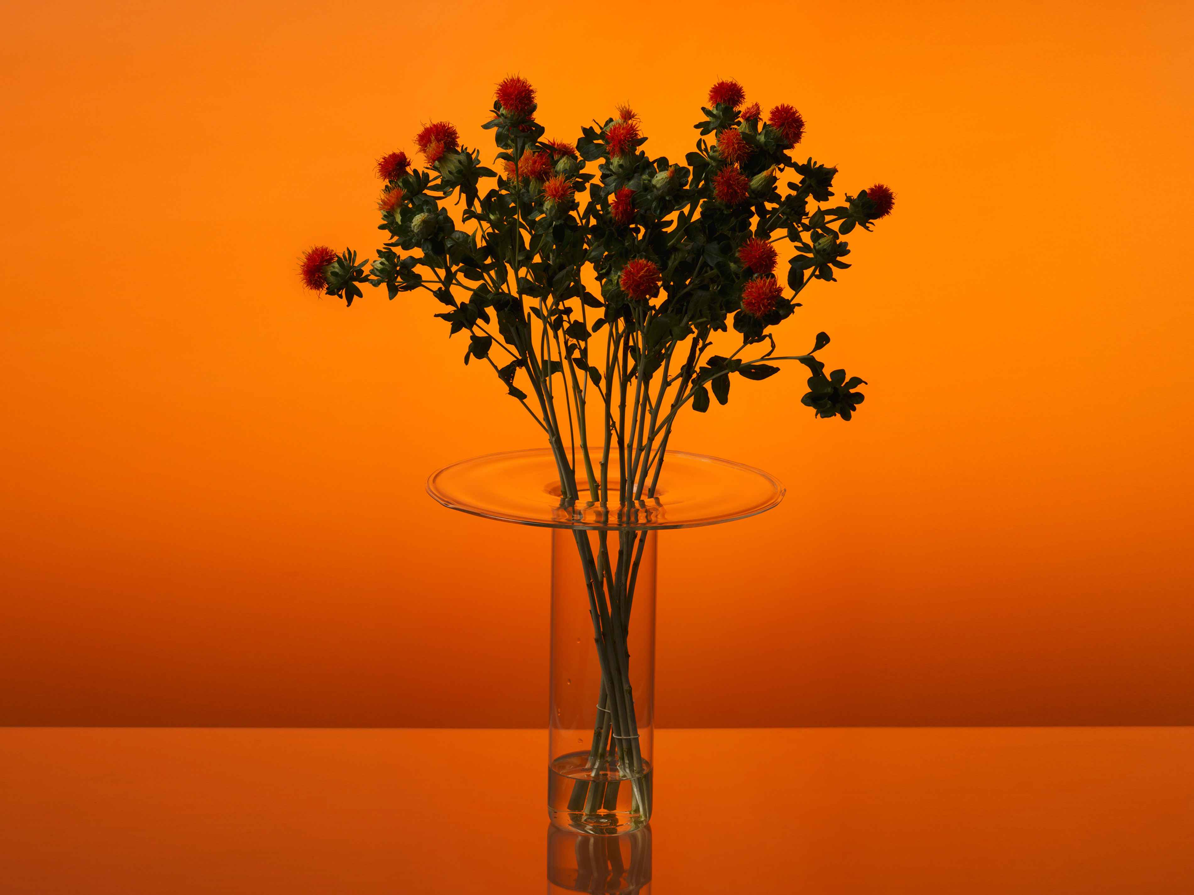 Glass vase with red flowers inside on an orange background