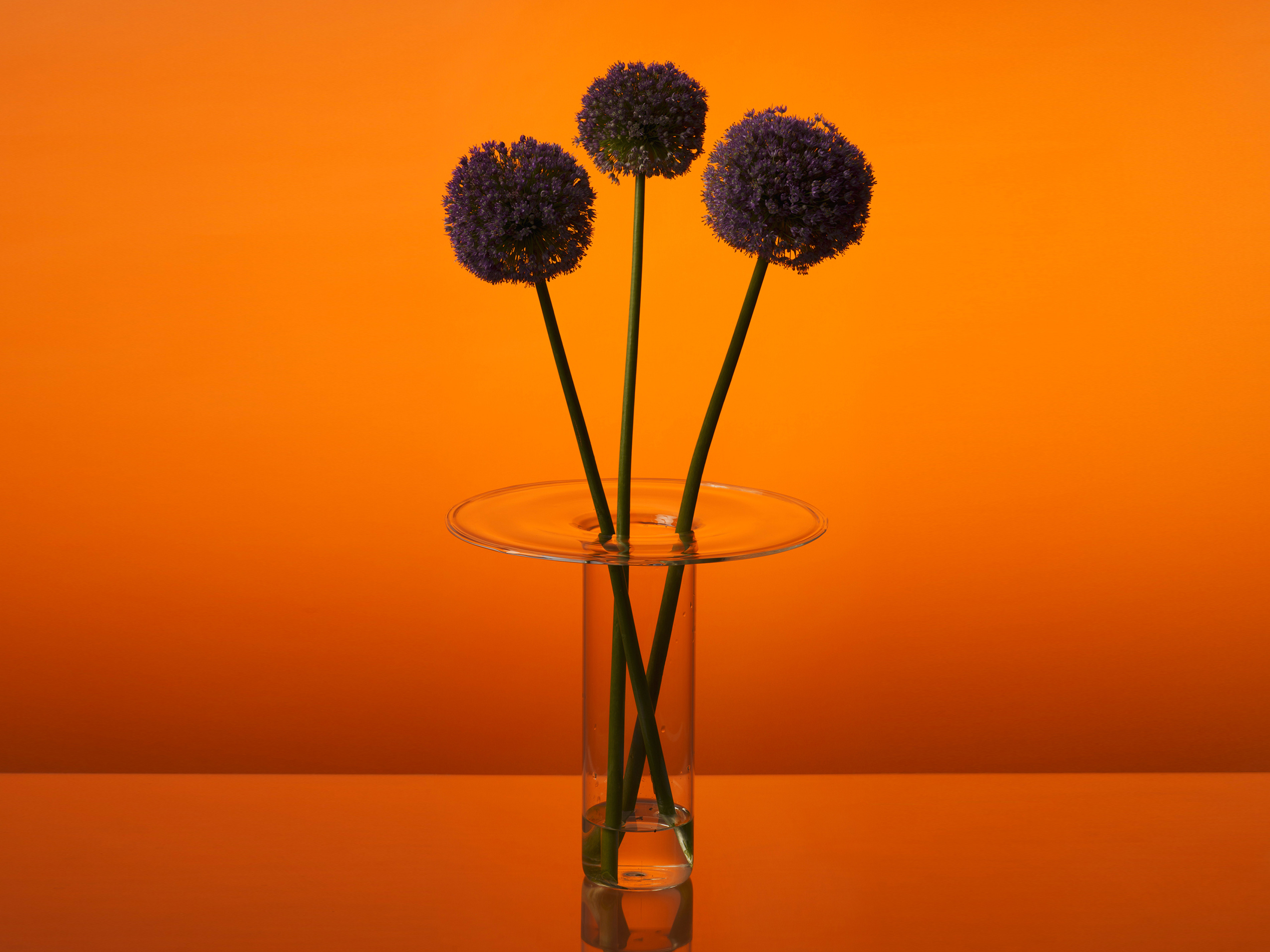 Glass vase with purple flowers inside on an orange background